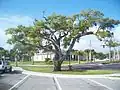 Hardee Oak, planted in 1891