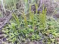 The Swiss spikemoss (Schweiz-Moosfarn) is a nondescript spikemoss and is endangered in the Austrian portions of the Pannonian geobotanical region in Central Europe.[2]