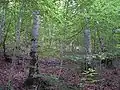 Sub-wood