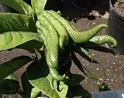 Semi dwarf fingered citron (green)