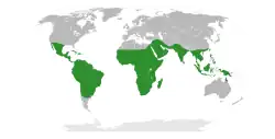 World map showing distribution of Senegalia throughout the tropics