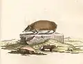Setifer setosus