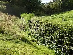 Shacklewell Hollow