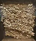 Shell layers of Okadaira Shell Mounds