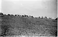 Yiftach Brigade camp at Shoval. 1948
