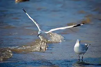 Two silver gulls, one standing, the other in flight