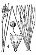 Needletip blue-eyed grass (Sisyrinchium mucronatum)