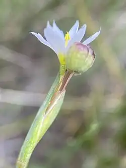 Pale blue flower