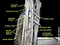 Posterior cord