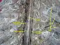 Spinal cord. Spinal membranes and nerve roots. Deep dissection. Posterior view.