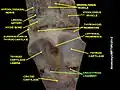 Cricothyroid ligament