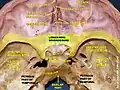 Lesser wing of sphenoid bone