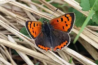 L. p. eleus Oxfordshire