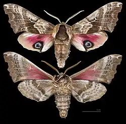 Smerinthus cerisyi