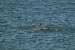 Australian snubfin dolphin