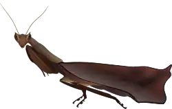 Male