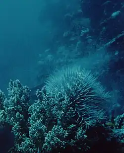 Spawning