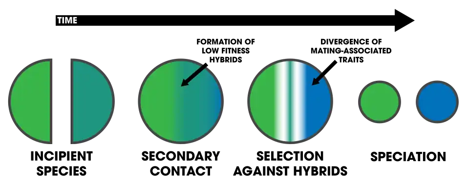 Image 19Reinforcement assists speciation by selecting against hybrids. (from Speciation)