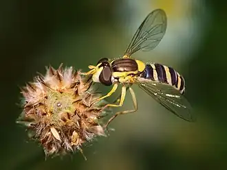 female S.scripta