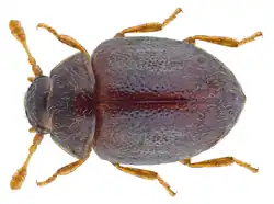 Sphaerosoma pilosum