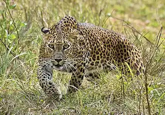 Sri Lankan leopard