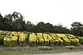 Landmark decorative hedge that spells 'St Marys', situated on the corner of South Creek Park, near the western end of the suburb