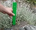 Moderate upright stems, moderate leaves, all parts woolly
