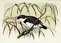 Stagonopleura guttata, John Gerrard Keulemans, 1873