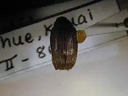 Caryedon serratus