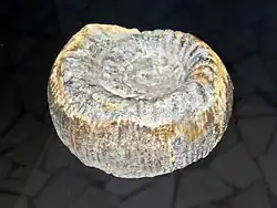 Stephanoceras blagdeni from Mid Jurassic - Germany.