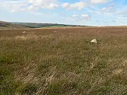 The location of the circle in 2005; the stones are so small that discerning the site is difficult