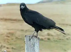 Juvenile (2 year old) striated caracara
