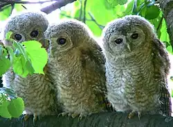 Young leave the nest before fledging