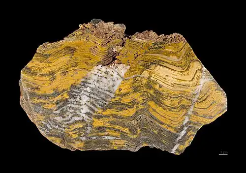 One of the oldest life forms, a Stromatolite of Paleoarchean age – 3, 600 to 3, 200&nbsp;million years ago (Mya)