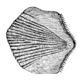 goby