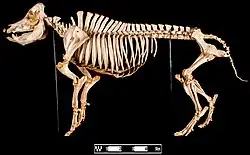 Skeleton