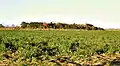 Crop of sugarcane for El Viejo Mill