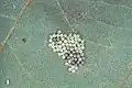 Egg