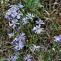 S. oolentangiense photographed 29 August 2017, Marquette County, Wisconsin, US.