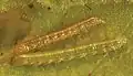 Second (upper) and third (lower) instars