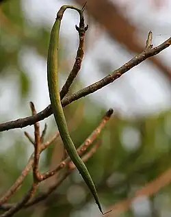 Fruit