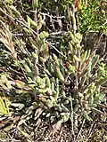Specimen in Ensenada