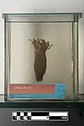 Formalin fixed dog tongue