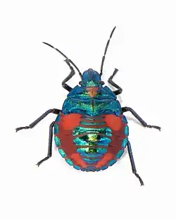 Dorsal view