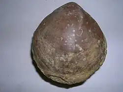 Terebrantula ampulla fossil from Pliocene founded in Almería