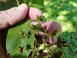 Immature fruit