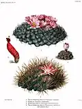 Echinopsis rhodocantha from The Cactaceae (1919-1923) by Britton et Rose, Vol. III. (1922)