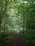 The Chalkland Way through Pocklington Wood