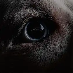 A dog's eye showing a reflection of the Dark Side of the Moon artwork: a prism refracting white light into a rainbow on a black background