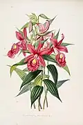 Sobralia macrantha